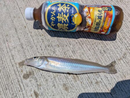 キス狙いと少しだけサビキ